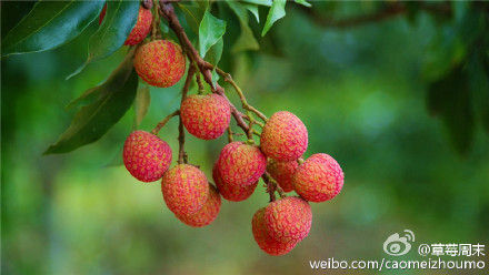 树上鲜红的荔枝 作者:草莓周末 图片来源:新浪微博 树上鲜红的荔枝 作者:草莓周末 图片来源:新浪微博