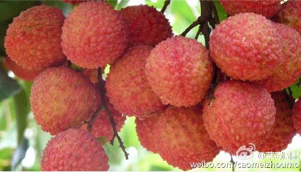 个头适中的荔枝鲜香诱人 作者:草莓周末 图片来源:新浪微博 个头适中的荔枝鲜香诱人 作者:草莓周末 图片来源:新浪微博